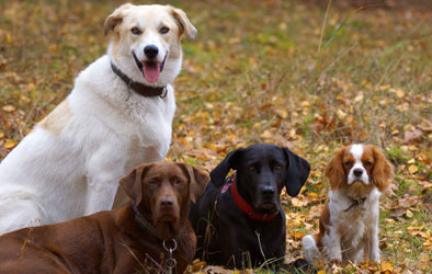 Hundebetreuung Friedrichshain 1